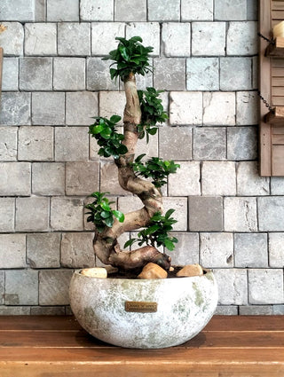 CurvaGlow Bonsai