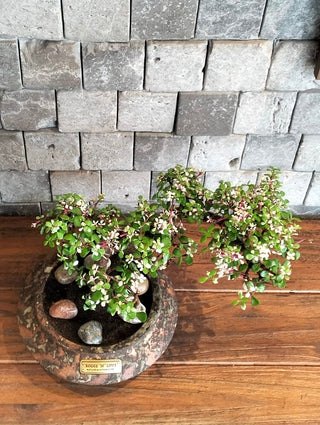Twisté PinkJade Bonsai