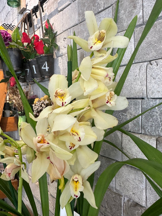 Cymbidium of Timeless Grace