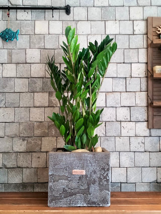 Zamia Retreat