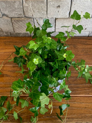 Sweetheart English Ivy Petite