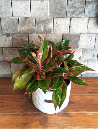 Chinese EverGreen ‘Super Red Star’