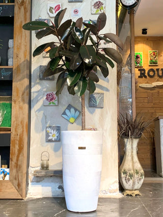 rubber fig indoor plant Rubber Plant Indoor – Low Maintenance Air Purifier – ROUGE 'N' LOVE ™
