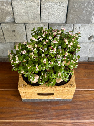 Marble Muse: Pink Jade Bonsai | Artisan Marble Pottery Collection