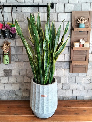 Emerald Spear Sansevieria