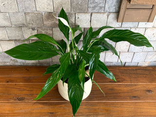 Peace Lily Bliss