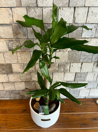 The Happy Plant Dracaena