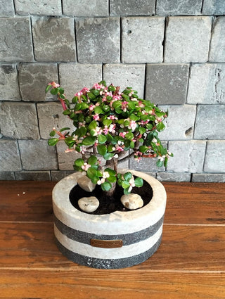 Pink Jade Bonsai · Noir | Artisan Marble Pottery Collection (Copy)