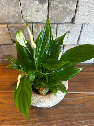 Peace Lily Blossoms Petite