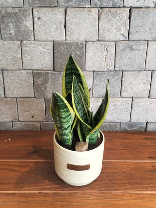 Happy Snake Plant