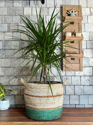 Song of India – Verdant Basket