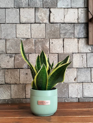 Happy Snake Plant