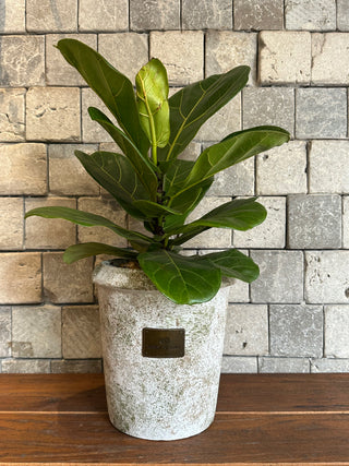 ‘Rustic-Chic’ Fiddle Leaf Fig