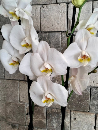Eclipse Moon Orchids