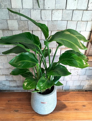 Banana Verdelle