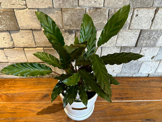 Calathea Velvet Furry Feather