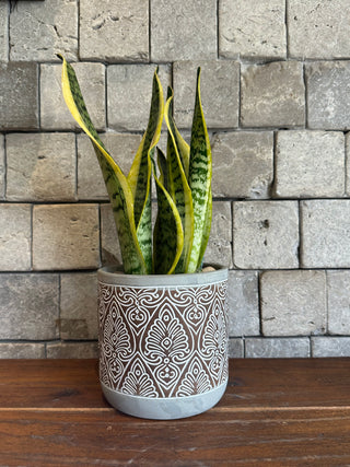 Boho Snake Plant