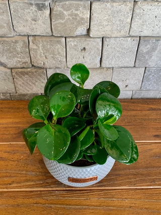 Baby Bliss Peperomia