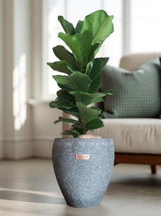 The Fiddle Leaf & Luxe