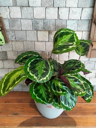 Rosé Veil Calathea