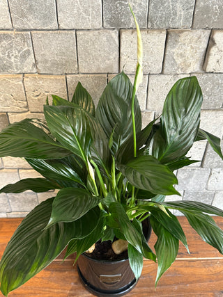 The Peace Lily Blooms