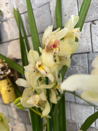 Cymbidium of Timeless Grace