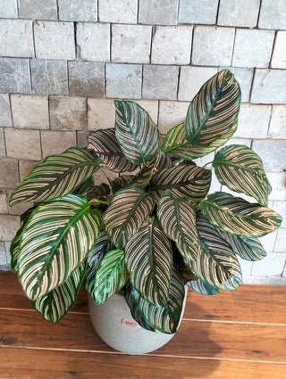Pink Breeze Calathea