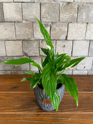 Peace Lily Petite