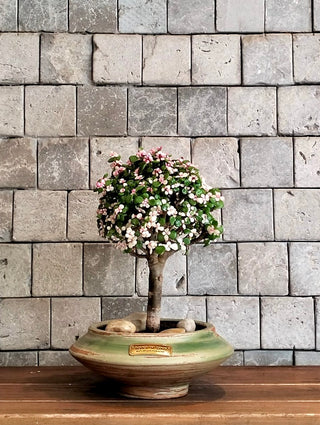 Pink Jade Bonsai · Héritage