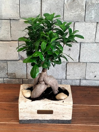 Jewel Bonsai | Artisan Marble Pottery Collection
