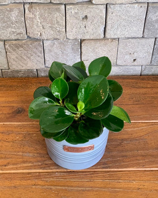 Baby Bliss Peperomia