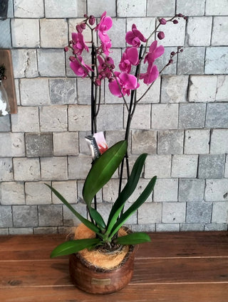 Amara Orchid | Sculpted Indian Wooden Pot