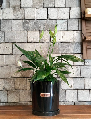 Peace Lily Bliss