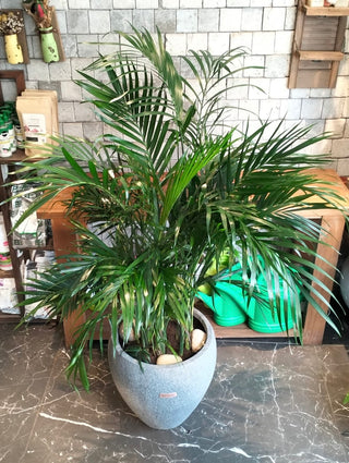 Emerald Crown Areca