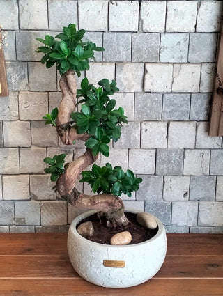 Twisté Bonsai Allure