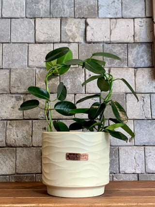 Madagascar Jasmine Beauty