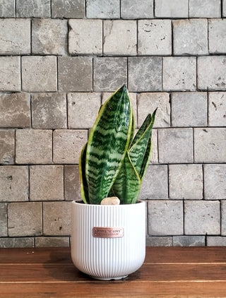 Happy Snake Plant