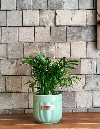 Parlor Palm Petite