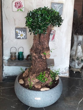 Sacred Roots: The Ancient Majestic Olive Bonsai