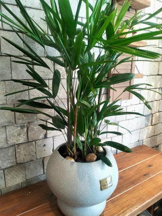 Laceleaf Lady Palm (As Is)