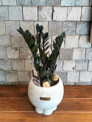 Onyx Exotic Zamia