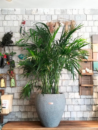 Emerald Crown Areca