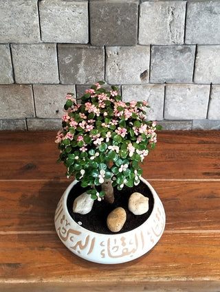 Pink Jade Bonsai Beauty ‘MoneyTree’ | Artisan Stoneware Pottery Collection