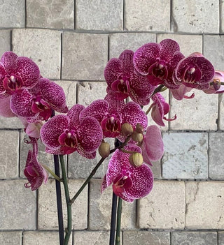 Purple Twilight Orchid