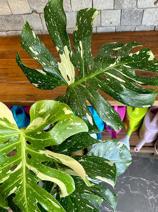 Monstera Exotique Édition