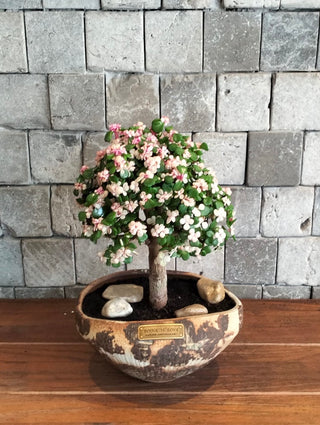 Pink Jade Bonsai · Héritage
