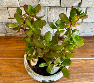 ‘Rustic-Chic’ Crassula Jade Bonsai ‘MoneyTree’