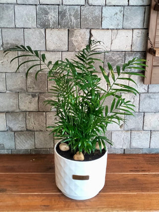 Parlor Palm Aura