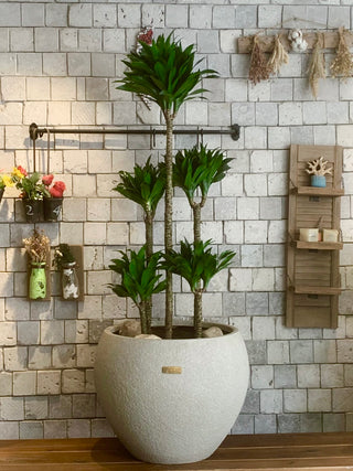 Topical Jewel Dracaena ’Compacta’