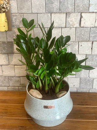 Zamia Glamour